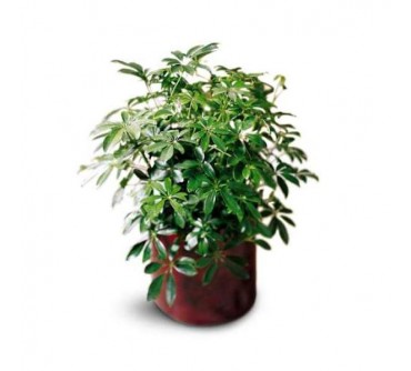 Schefflera Arboricola
